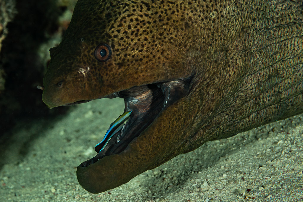 Cleaner wrasse inside the mouth of a giant moray, Sha'ab El Bohar, Red Sea, Egypt