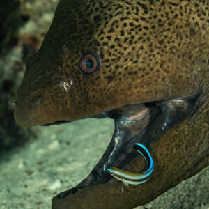 Cleaner wrasse curling inside a giant moray's jaw, Sha'ab El Bohar, Red Sea, Egypt
