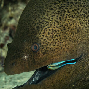 Cleaner wrasse cleaning the lower jaw of a giant moray, Sha'ab El Bohar, Red Sea, Egypt