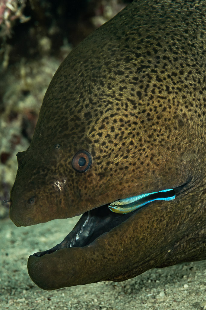 Cleaner wrasse cleaning the lower jaw of a giant moray, Sha'ab El Bohar, Red Sea, Egypt