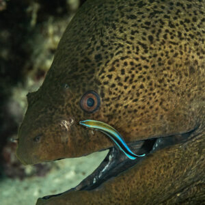 Cleaner wrasse at the corner of a giant moray's mouth, Sha'ab El Bohar, Red Sea, Egypt