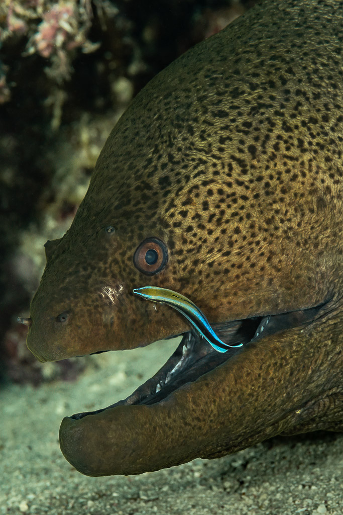 Cleaner wrasse at the corner of a giant moray's mouth, Sha'ab El Bohar, Red Sea, Egypt