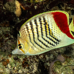 Poisson-papillon d'Érythrée au-dessus du récif, Sha'ab El Bohar, mer Rouge, Égypte