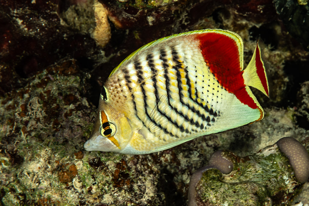 Poisson-papillon d'Érythrée au-dessus du récif, Sha'ab El Bohar, mer Rouge, Égypte