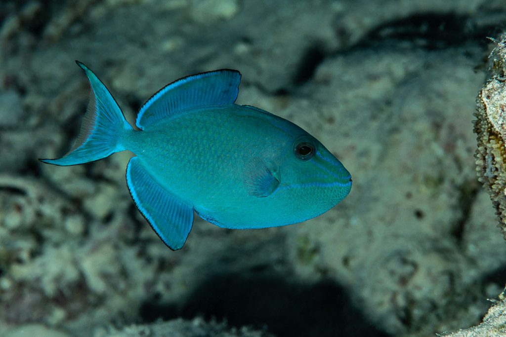 Blue triggerfish swimming over the reef, Sha'ab El Bohar, Red Sea, Egypt