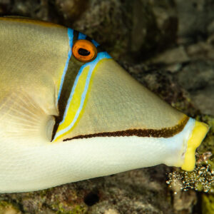 Arabian picassofish head close-up, Sha'ab El Bohar, Red Sea, Egypt