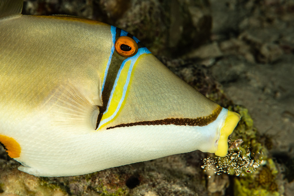 Arabian picassofish head close-up, Sha'ab El Bohar, Red Sea, Egypt