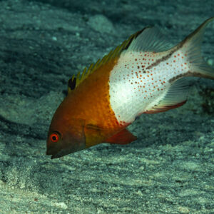 Lyretail hogfish over the sandy seabed, Sha'ab El Bohar, Red Sea, Egypt
