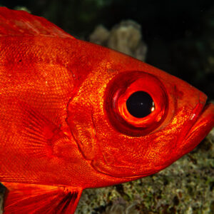 Portrait serré d'une beauclaire à queue en croissant rouge, Sha'ab El Bohar, mer Rouge, Égypte