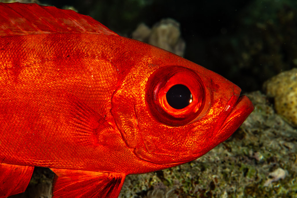 Portrait serré d'une beauclaire à queue en croissant rouge, Sha'ab El Bohar, mer Rouge, Égypte