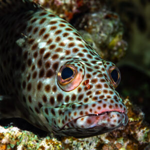 Grouper close-up peering from the reef, Sha'ab El Bohar, Red Sea, Egypt