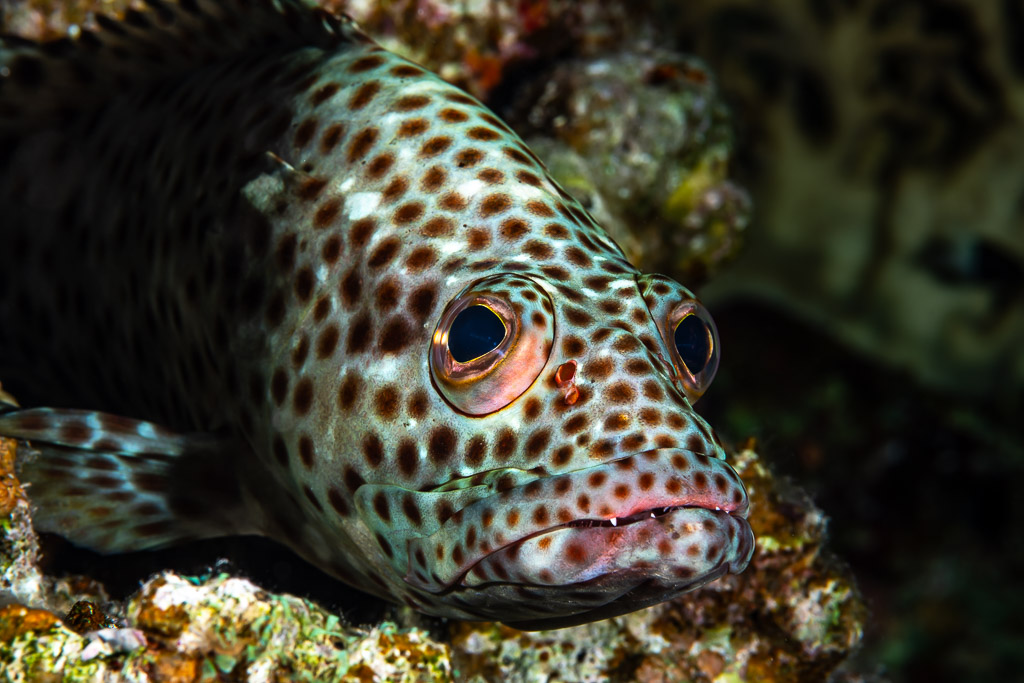 Grouper close-up peering from the reef, Sha'ab El Bohar, Red Sea, Egypt