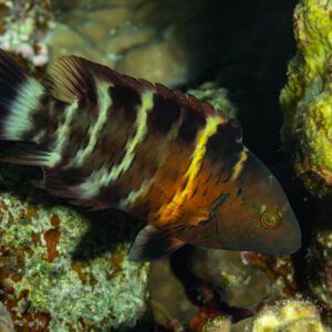 Red-breasted wrasse among encrusted rocks, Sha'ab El Bohar, Red Sea, Egypt