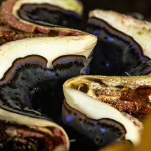 Giant clam mantle with dark blue edges, Sha'ab El Bohar, Red Sea, Egypt