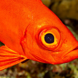 Red moontail bullseye, close-up of eye and mouth, Sha'ab El Bohar, Red Sea, Egypt