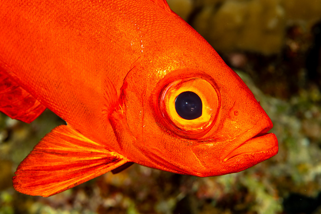Red moontail bullseye, close-up of eye and mouth, Sha'ab El Bohar, Red Sea, Egypt