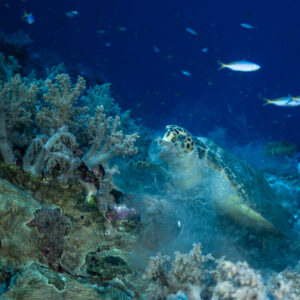 Tortue imbriquée se nourrissant de corail mou à l'aube, Elphinstone, mer Rouge, Égypte