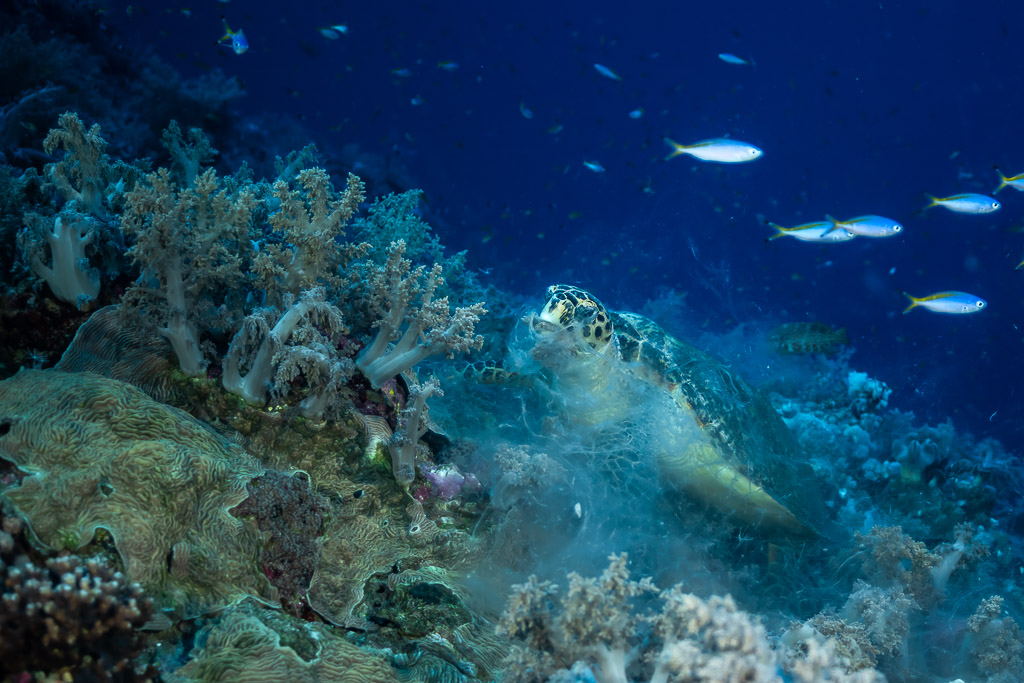 Tortue imbriquée se nourrissant de corail mou à l'aube, Elphinstone, mer Rouge, Égypte