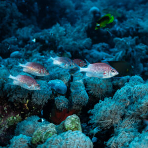 Group of silverspot squirrelfish over the reef, Elphinstone, Red Sea, Egypt