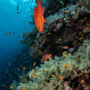 Coral grouper descending along the reef wall, Elphinstone, Red Sea, Egypt