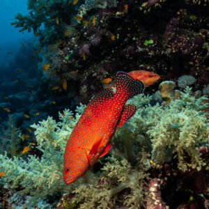 Coral grouper above soft corals on the wall, Elphinstone, Red Sea, Egypt