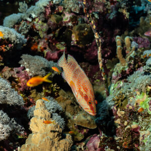 Coral grouper in pale colours among anthias, Elphinstone, Red Sea, Egypt