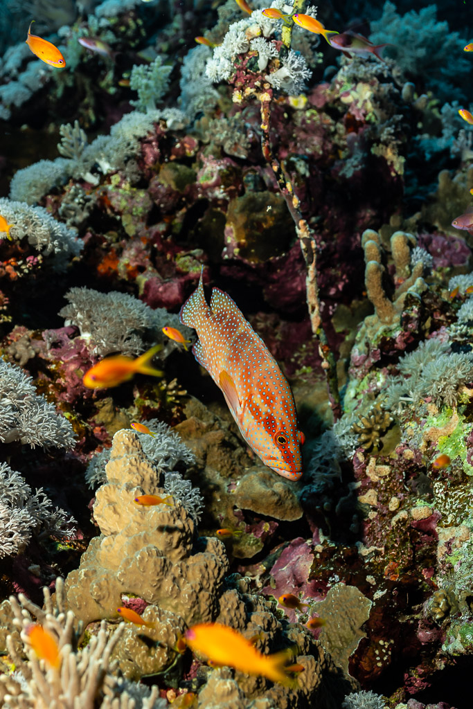 Coral grouper in pale colours among anthias, Elphinstone, Red Sea, Egypt