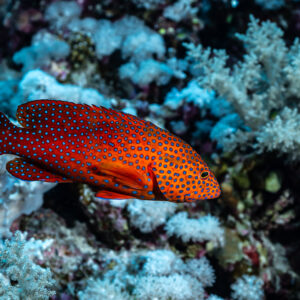 Coral grouper close-up among pale soft corals, Elphinstone, Red Sea, Egypt