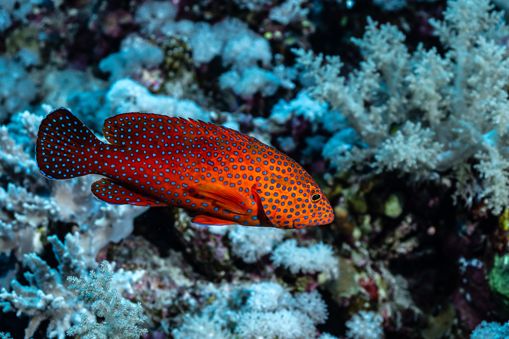 Coral grouper close-up among pale soft corals, Elphinstone, Red Sea, Egypt