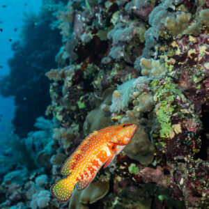 Orange coral grouper on the reef wall, Elphinstone, Red Sea, Egypt