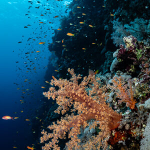 Corail mou saumon sur un tombant sous la surface, Elphinstone, mer Rouge, Égypte
