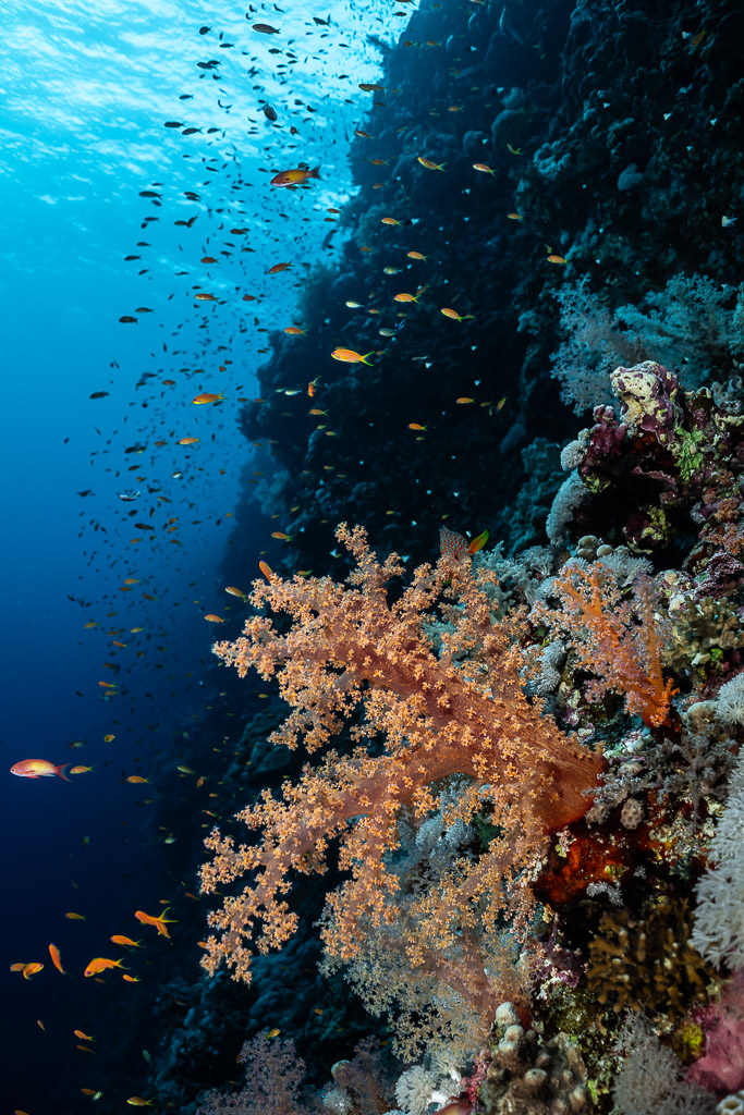 Salmon soft coral on a wall beneath the surface, Elphinstone, Red Sea, Egypt