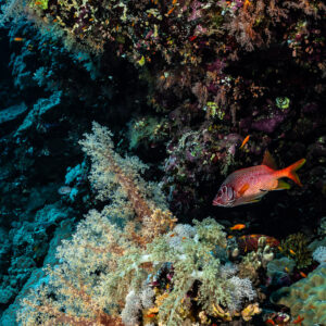 Sabre squirrelfish by a soft coral on the wall, Elphinstone, Red Sea, Egypt