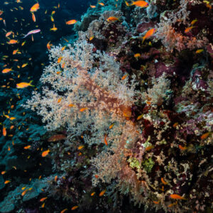Corail mou pâle entouré d'anthias sur le tombant, Elphinstone, mer Rouge, Égypte