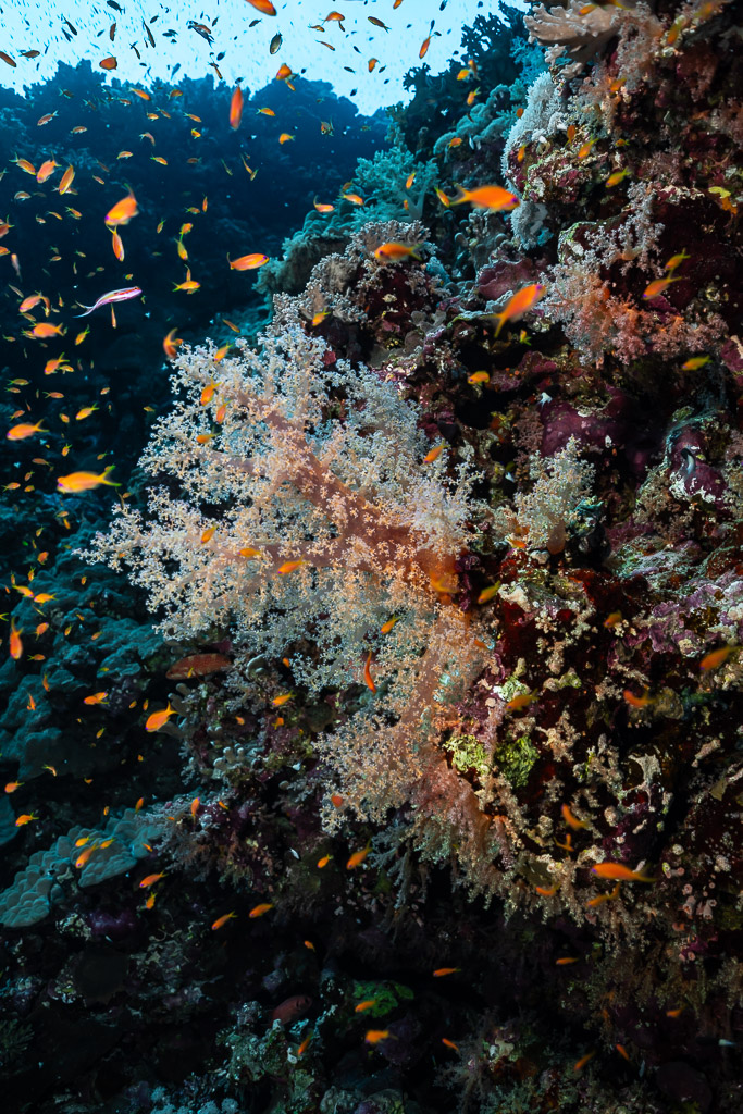 Pale soft coral surrounded by anthias on the wall, Elphinstone, Red Sea, Egypt