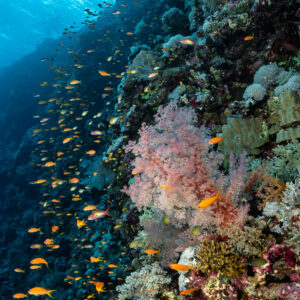 Corail mou rose et anthias sur un tombant ensoleillé, Elphinstone, mer Rouge, Égypte