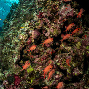 Poissons-soldats dispersés le long du tombant, Elphinstone, mer Rouge, Égypte