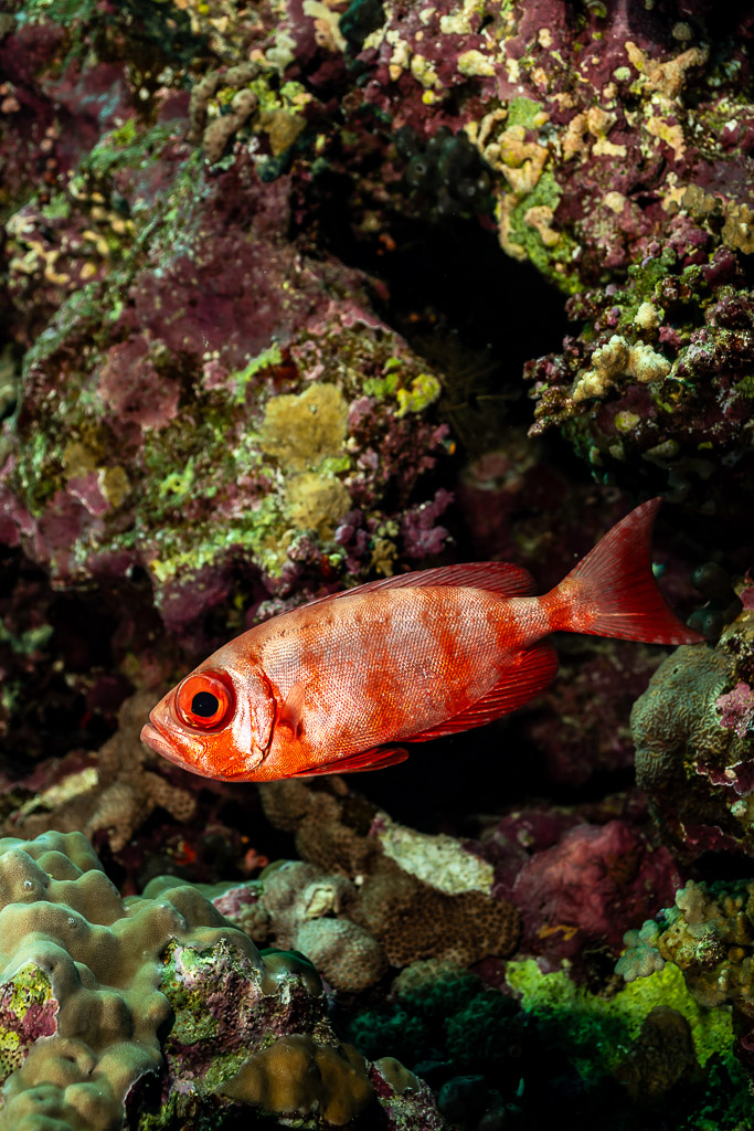 Beauclaire à queue en croissant à livrée barrée sur le tombant, Elphinstone, mer Rouge, Égypte