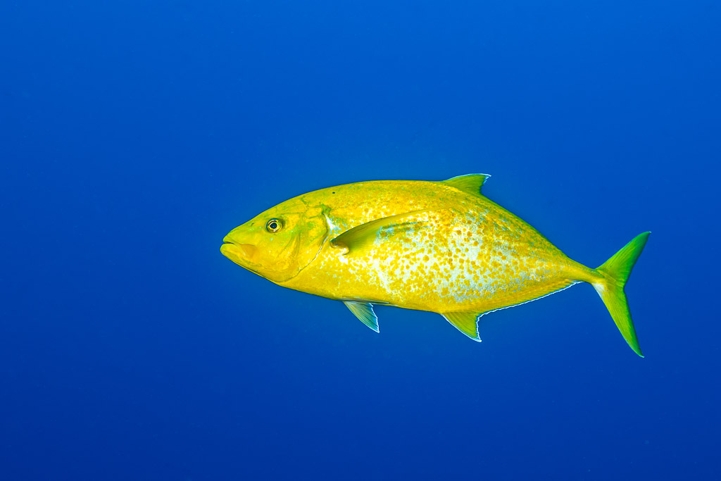 Orange-spotted trevally in golden phase in open blue water, Elphinstone, Red Sea, Egypt