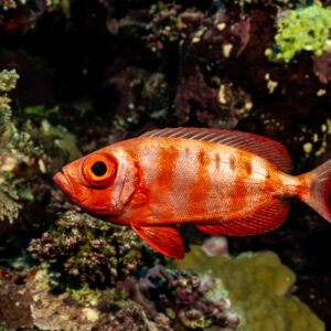 Beauclaire à queue en croissant aux barres rouges parmi les coraux mous, Elphinstone, mer Rouge, Égypte