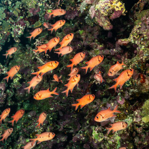 Poissons-soldats serrés le long d'un tombant sombre, Elphinstone, mer Rouge, Égypte