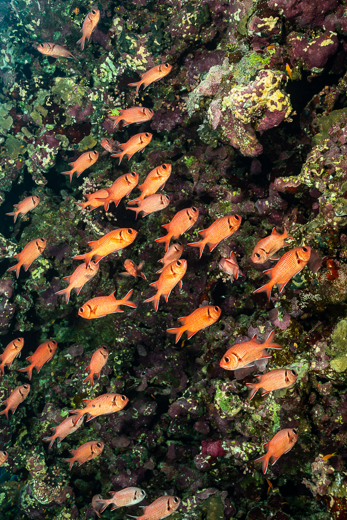 Poissons-soldats serrés le long d'un tombant sombre, Elphinstone, mer Rouge, Égypte