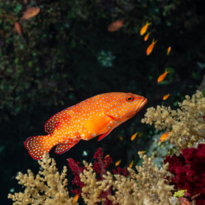 Coral grouper above soft corals near anthias, Elphinstone, Red Sea, Egypt
