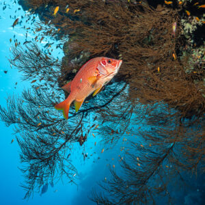 Sabre squirrelfish in front of a black coral bush, Elphinstone, Red Sea, Egypt