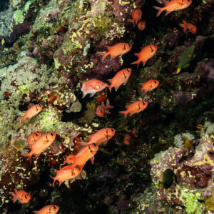 Poissons-soldats regroupés sur le tombant, Elphinstone, mer Rouge, Égypte