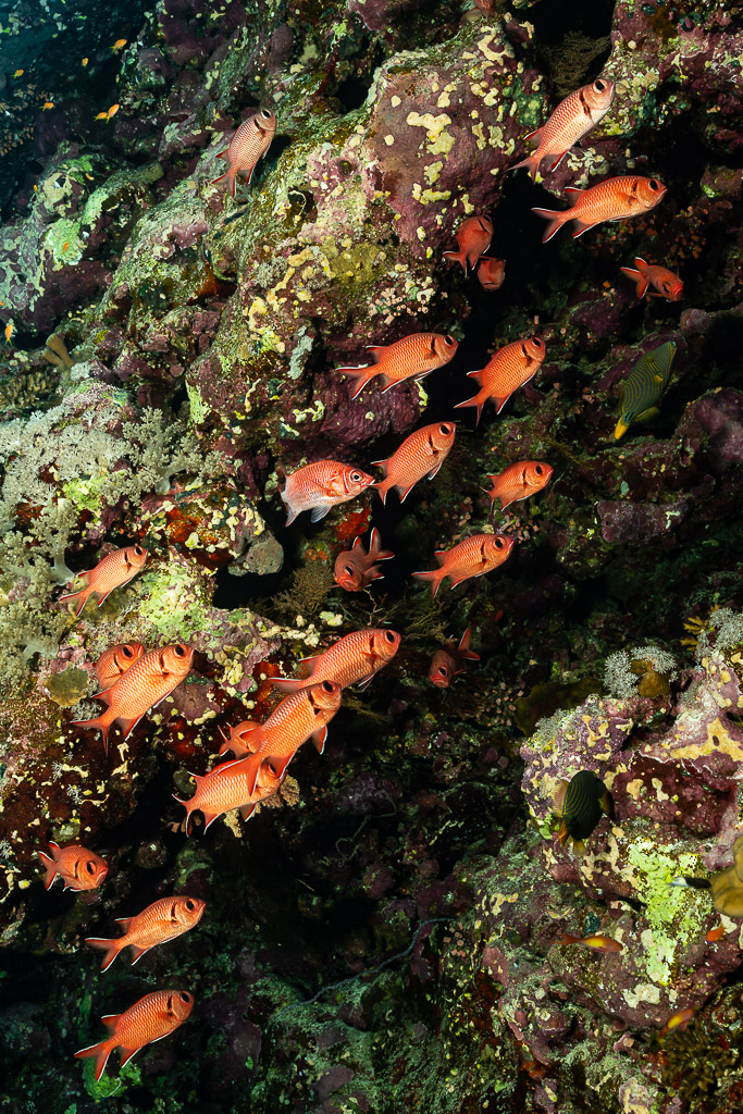 Crimson soldierfish clustered on the reef wall, Elphinstone, Red Sea, Egypt