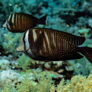 Two Red Sea sailfin tangs over the reef, Elphinstone, Red Sea, Egypt