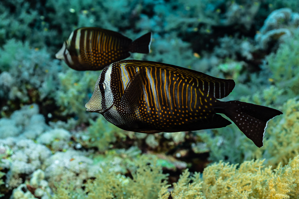 Two Red Sea sailfin tangs over the reef, Elphinstone, Red Sea, Egypt