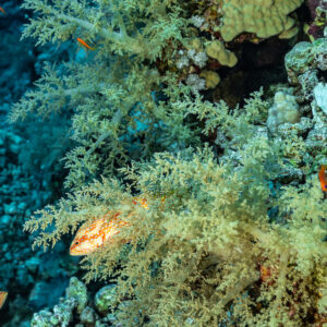 Coral grouper hiding in a pale soft coral, Elphinstone, Red Sea, Egypt