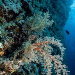 Corail mou sur un tombant face au large, Elphinstone, mer Rouge, Égypte